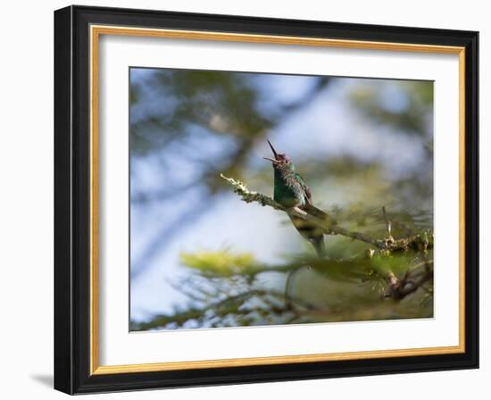 A Violet-Capped Wood Nymph Calls Out on a Branch in Ubatuba, Brazil-Alex Saberi-Framed Photographic Print