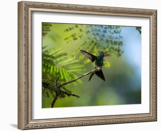 A Violet-Capped Wood Nymph Rests on a Branch in Ubatuba, Brazil-Alex Saberi-Framed Photographic Print