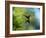 A Violet-Capped Wood Nymph Rests on a Branch in Ubatuba, Brazil-Alex Saberi-Framed Photographic Print