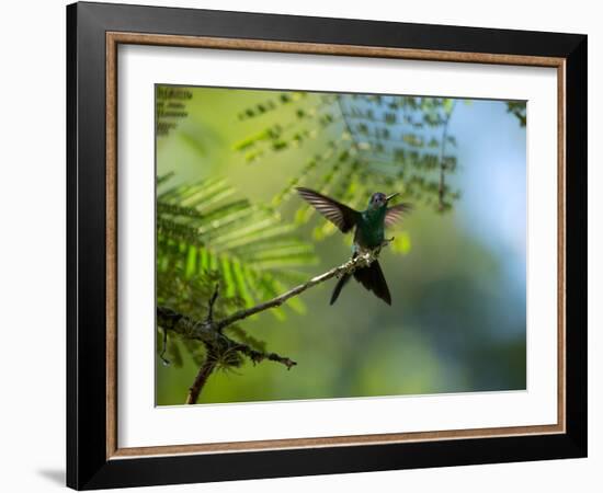 A Violet-Capped Wood Nymph Rests on a Branch in Ubatuba, Brazil-Alex Saberi-Framed Photographic Print