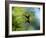 A Violet-Capped Wood Nymph Rests on a Branch in Ubatuba, Brazil-Alex Saberi-Framed Photographic Print