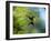 A Violet-Capped Wood Nymph Rests on a Branch in Ubatuba, Brazil-Alex Saberi-Framed Photographic Print