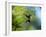 A Violet-Capped Wood Nymph Rests on a Branch in Ubatuba, Brazil-Alex Saberi-Framed Photographic Print