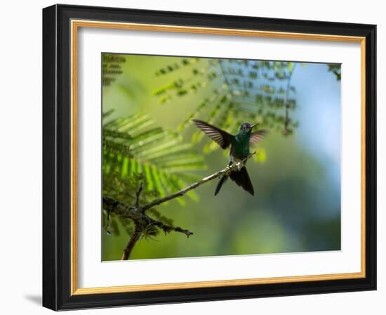 A Violet-Capped Wood Nymph Rests on a Branch in Ubatuba, Brazil-Alex Saberi-Framed Photographic Print