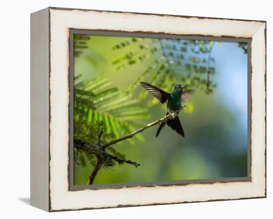 A Violet-Capped Wood Nymph Rests on a Branch in Ubatuba, Brazil-Alex Saberi-Framed Premier Image Canvas