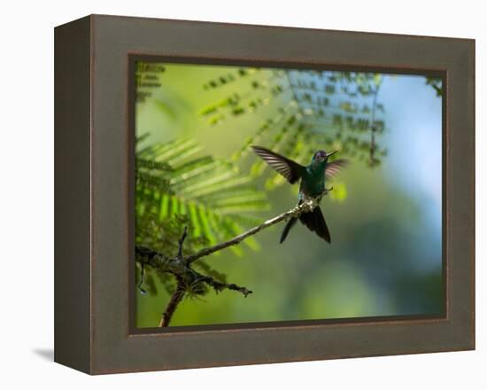 A Violet-Capped Wood Nymph Rests on a Branch in Ubatuba, Brazil-Alex Saberi-Framed Premier Image Canvas