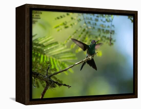 A Violet-Capped Wood Nymph Rests on a Branch in Ubatuba, Brazil-Alex Saberi-Framed Premier Image Canvas