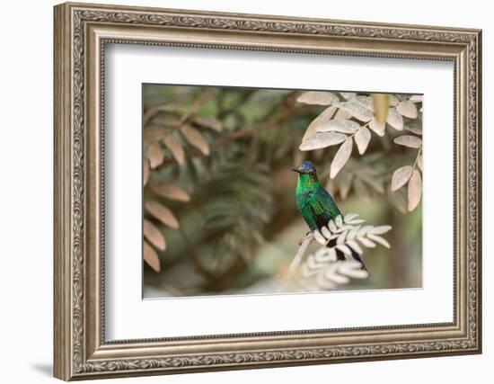 A Violet-Capped Wood Nymph, Thalurania Glaucopis, Covered in Pollen after Feeding-Alex Saberi-Framed Photographic Print