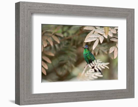 A Violet-Capped Wood Nymph, Thalurania Glaucopis, Covered in Pollen after Feeding-Alex Saberi-Framed Photographic Print