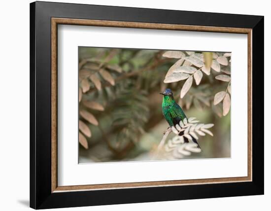 A Violet-Capped Wood Nymph, Thalurania Glaucopis, Covered in Pollen after Feeding-Alex Saberi-Framed Photographic Print