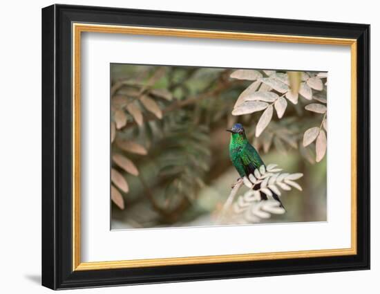A Violet-Capped Wood Nymph, Thalurania Glaucopis, Covered in Pollen after Feeding-Alex Saberi-Framed Photographic Print