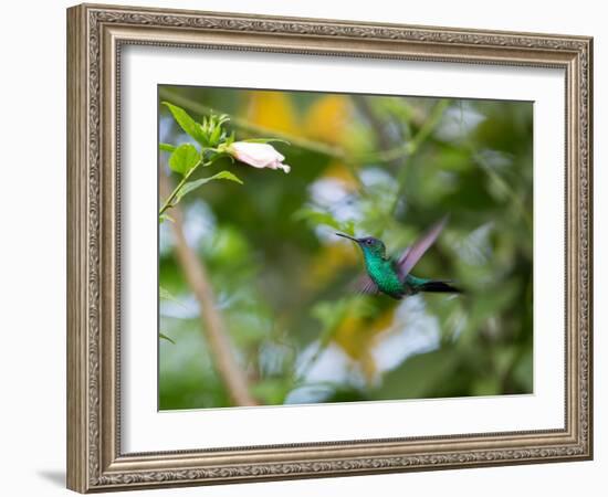 A Violet-Capped Wood Nymph, Thalurania Glaucopis, Feeding and Flying in Ubatuba, Brazil-Alex Saberi-Framed Photographic Print