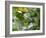 A Violet-Capped Wood Nymph, Thalurania Glaucopis, Feeding and Flying in Ubatuba, Brazil-Alex Saberi-Framed Photographic Print