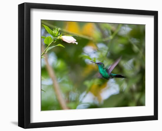 A Violet-Capped Wood Nymph, Thalurania Glaucopis, Feeding and Flying in Ubatuba, Brazil-Alex Saberi-Framed Photographic Print