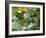 A Violet-Capped Wood Nymph, Thalurania Glaucopis, Feeding and Flying in Ubatuba, Brazil-Alex Saberi-Framed Photographic Print