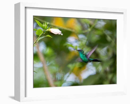 A Violet-Capped Wood Nymph, Thalurania Glaucopis, Feeding and Flying in Ubatuba, Brazil-Alex Saberi-Framed Photographic Print