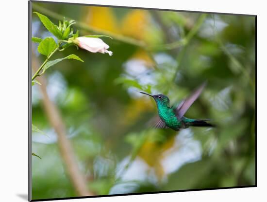 A Violet-Capped Wood Nymph, Thalurania Glaucopis, Feeding and Flying in Ubatuba, Brazil-Alex Saberi-Mounted Photographic Print