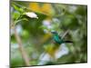 A Violet-Capped Wood Nymph, Thalurania Glaucopis, Feeding and Flying in Ubatuba, Brazil-Alex Saberi-Mounted Photographic Print