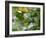 A Violet-Capped Wood Nymph, Thalurania Glaucopis, Feeding and Flying in Ubatuba, Brazil-Alex Saberi-Framed Photographic Print
