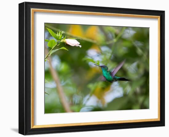 A Violet-Capped Wood Nymph, Thalurania Glaucopis, Feeding and Flying in Ubatuba, Brazil-Alex Saberi-Framed Photographic Print