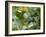 A Violet-Capped Wood Nymph, Thalurania Glaucopis, Feeding and Flying in Ubatuba, Brazil-Alex Saberi-Framed Photographic Print