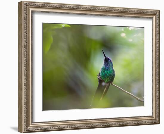 A Violet-Capped Wood Nymph, Thalurania Glaucopis, Sits on a Branch-Alex Saberi-Framed Photographic Print