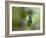 A Violet-Capped Wood Nymph, Thalurania Glaucopis, Sits on a Branch-Alex Saberi-Framed Photographic Print