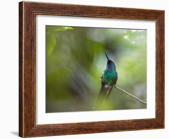 A Violet-Capped Wood Nymph, Thalurania Glaucopis, Sits on a Branch-Alex Saberi-Framed Photographic Print