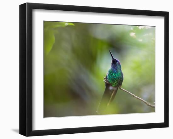 A Violet-Capped Wood Nymph, Thalurania Glaucopis, Sits on a Branch-Alex Saberi-Framed Photographic Print