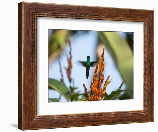 A Violet-Capped Woodnymph Feeding Mid Flight in the Atlantic Rainforest-Alex Saberi-Framed Photographic Print