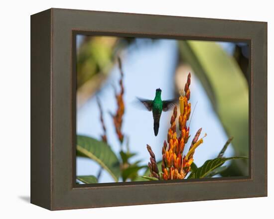 A Violet-Capped Woodnymph Feeding Mid Flight in the Atlantic Rainforest-Alex Saberi-Framed Premier Image Canvas