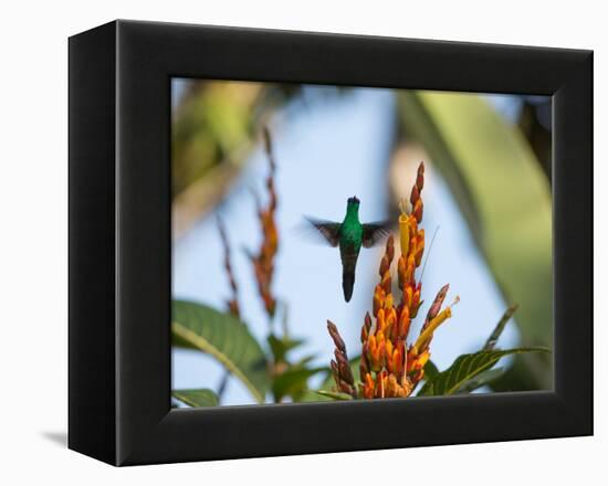 A Violet-Capped Woodnymph Feeding Mid Flight in the Atlantic Rainforest-Alex Saberi-Framed Premier Image Canvas