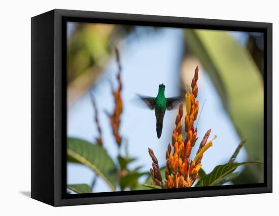 A Violet-Capped Woodnymph Feeding Mid Flight in the Atlantic Rainforest-Alex Saberi-Framed Premier Image Canvas