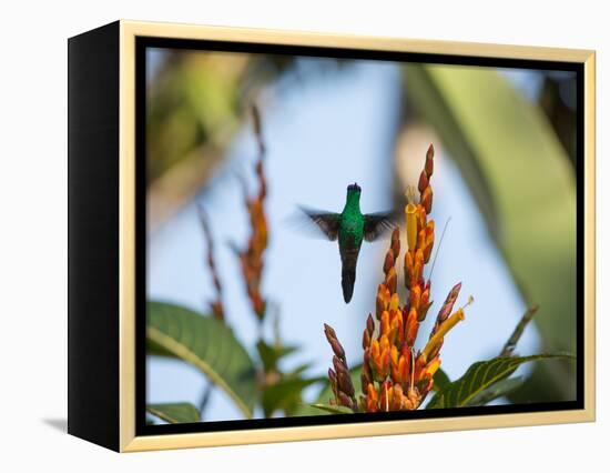 A Violet-Capped Woodnymph Feeding Mid Flight in the Atlantic Rainforest-Alex Saberi-Framed Premier Image Canvas