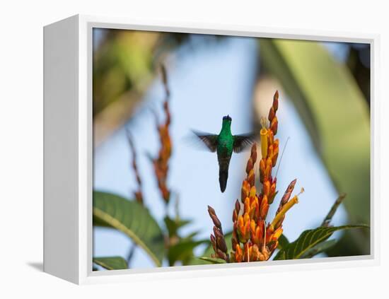 A Violet-Capped Woodnymph Feeding Mid Flight in the Atlantic Rainforest-Alex Saberi-Framed Premier Image Canvas