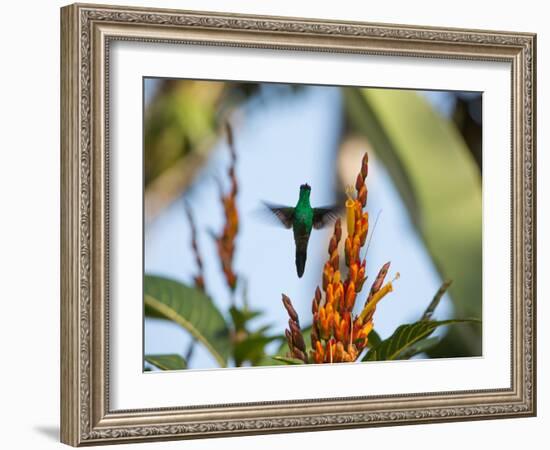 A Violet-Capped Woodnymph Feeding Mid Flight in the Atlantic Rainforest-Alex Saberi-Framed Photographic Print