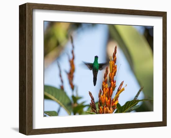 A Violet-Capped Woodnymph Feeding Mid Flight in the Atlantic Rainforest-Alex Saberi-Framed Photographic Print