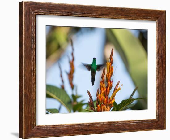 A Violet-Capped Woodnymph Feeding Mid Flight in the Atlantic Rainforest-Alex Saberi-Framed Photographic Print