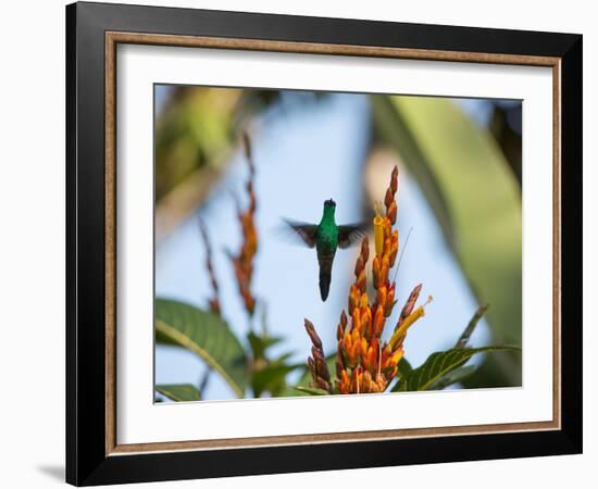 A Violet-Capped Woodnymph Feeding Mid Flight in the Atlantic Rainforest-Alex Saberi-Framed Photographic Print