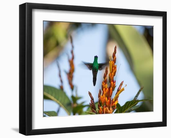 A Violet-Capped Woodnymph Feeding Mid Flight in the Atlantic Rainforest-Alex Saberi-Framed Photographic Print