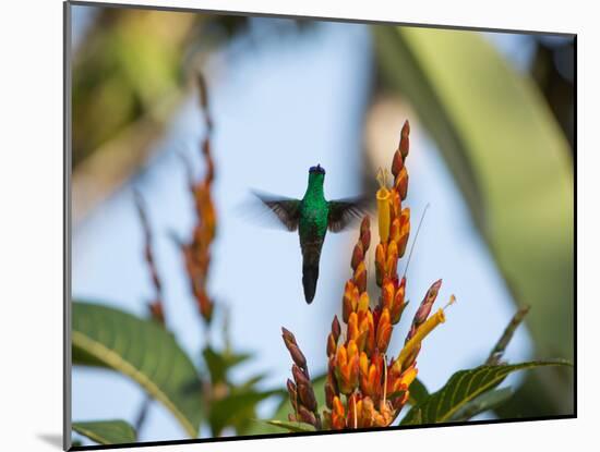 A Violet-Capped Woodnymph Feeding Mid Flight in the Atlantic Rainforest-Alex Saberi-Mounted Photographic Print