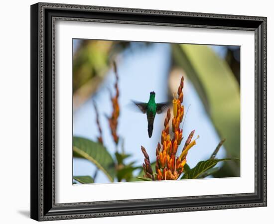 A Violet-Capped Woodnymph Feeding Mid Flight in the Atlantic Rainforest-Alex Saberi-Framed Photographic Print