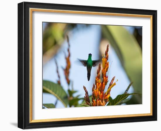 A Violet-Capped Woodnymph Feeding Mid Flight in the Atlantic Rainforest-Alex Saberi-Framed Photographic Print