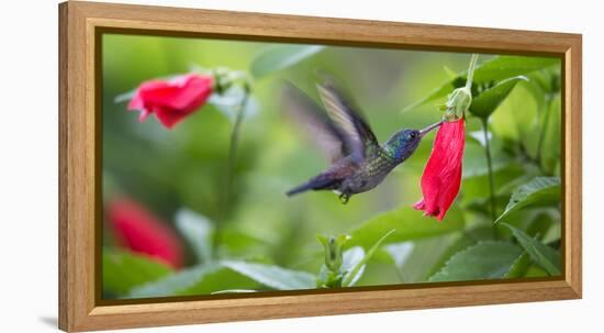 A Violet-Capped Woodnymph Feeds from a Flower in the Atlantic Rainforest-Alex Saberi-Framed Premier Image Canvas