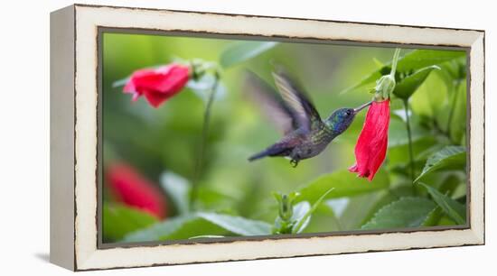 A Violet-Capped Woodnymph Feeds from a Flower in the Atlantic Rainforest-Alex Saberi-Framed Premier Image Canvas