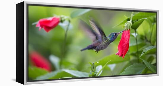 A Violet-Capped Woodnymph Feeds from a Flower in the Atlantic Rainforest-Alex Saberi-Framed Premier Image Canvas