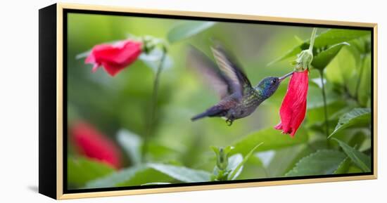 A Violet-Capped Woodnymph Feeds from a Flower in the Atlantic Rainforest-Alex Saberi-Framed Premier Image Canvas