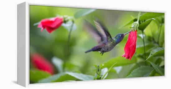 A Violet-Capped Woodnymph Feeds from a Flower in the Atlantic Rainforest-Alex Saberi-Framed Premier Image Canvas