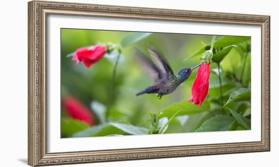 A Violet-Capped Woodnymph Feeds from a Flower in the Atlantic Rainforest-Alex Saberi-Framed Photographic Print