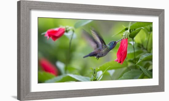 A Violet-Capped Woodnymph Feeds from a Flower in the Atlantic Rainforest-Alex Saberi-Framed Photographic Print